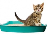 Cat Litter- Cát vệ sinh cho Mèo
