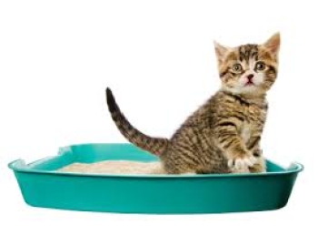 Cat Litter- Cát vệ sinh cho Mèo