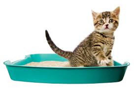 Cat Litter- Cát vệ sinh cho Mèo